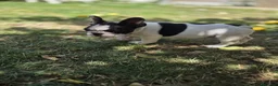 Bulldog Francés perros en venta: Bulldog frances - Anuncio 2