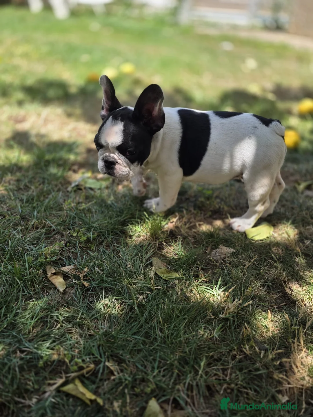 Bulldog Francés perros en venta: Bulldog frances - Anuncio 2