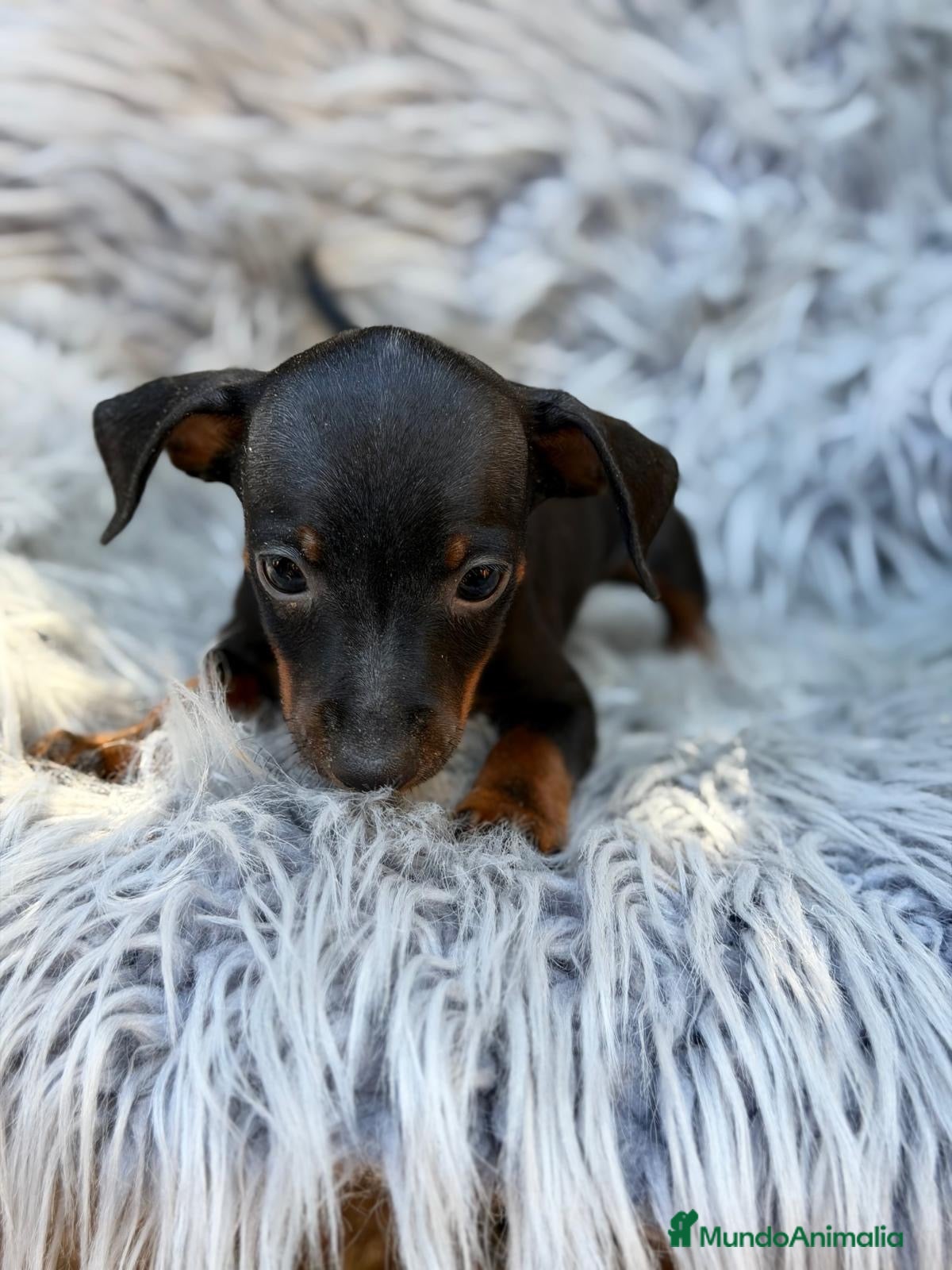 Pinscher Miniatura perros Precioso pinscher miniatura 💙🐾 - Anuncio 1