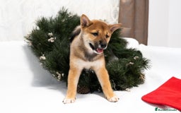 Shiba Inu perros en venta: Camada de Shiba-Inu  - Anuncio 6
