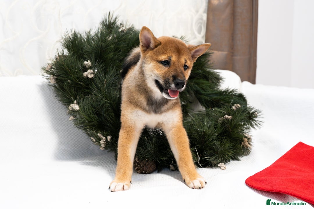 Shiba Inu perros en venta: Camada de Shiba-Inu  - Anuncio 6