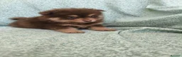 Pomerania perros en venta: Pomerania - Anuncio 3