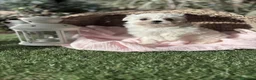 Bichón Maltés perros en venta: Bichon maltés listos para entregar. - Anuncio 4