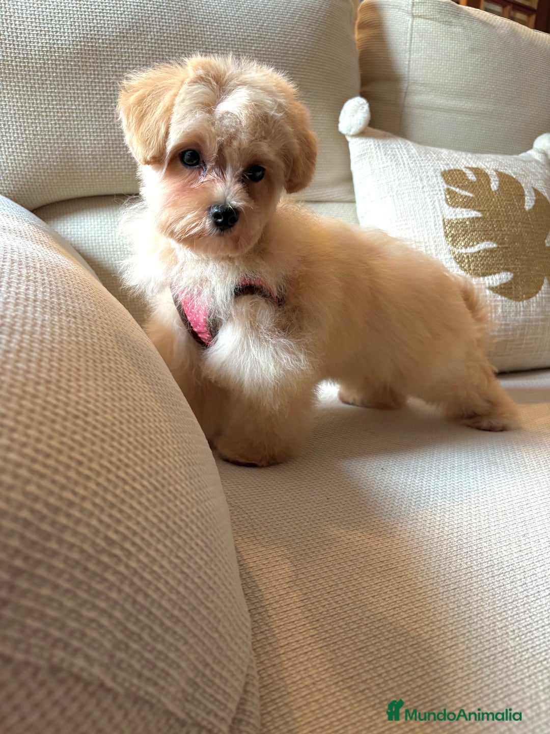 Maltipoo perros en venta: Maltipoo Toy (Tamaño Garantizado) - Imagen 3