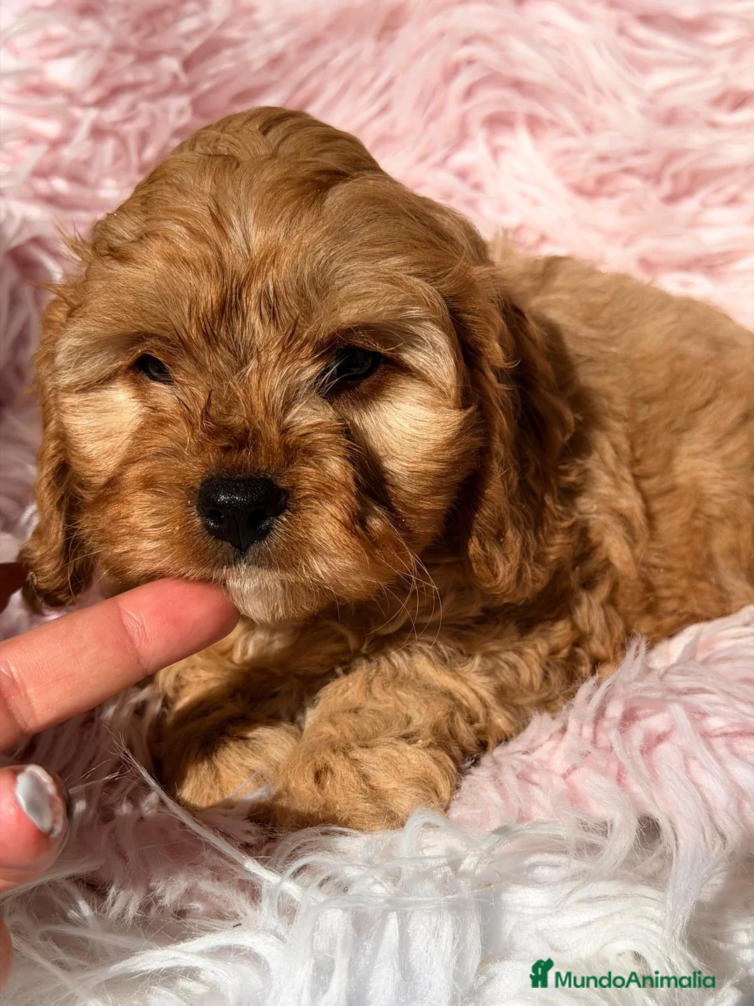 Cavapoo perros en venta: Cavapoo hembra roja - Anuncio 2
