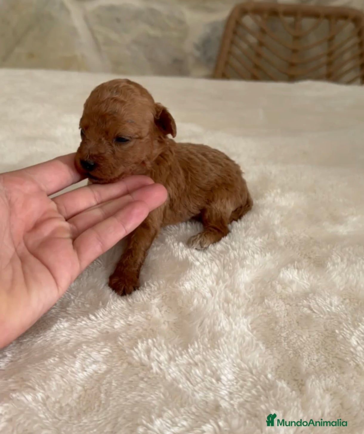 Caniche Toy perros Caniche toy rojo  - Anuncio 8