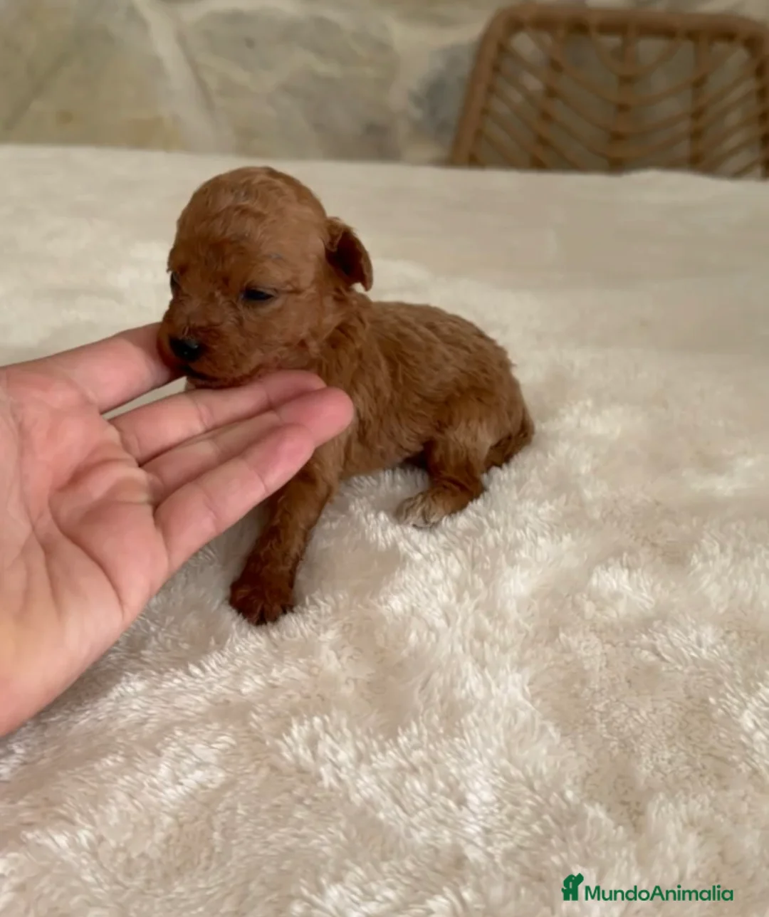 Caniche Toy perros en venta: Caniche toy rojo  - Anuncio 1