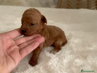 Caniche Toy perros Caniche toy rojo - Anuncio 8