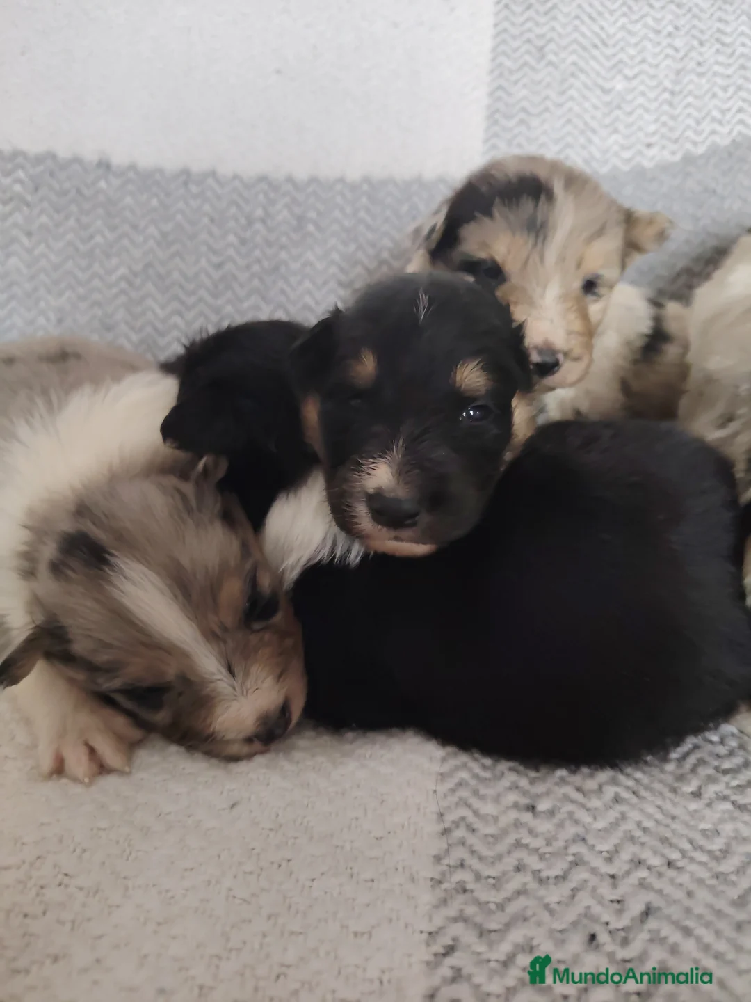 Collie de Pelo Largo perros en venta: Cachorros collie pelo largo/ rough collie - Anuncio 1