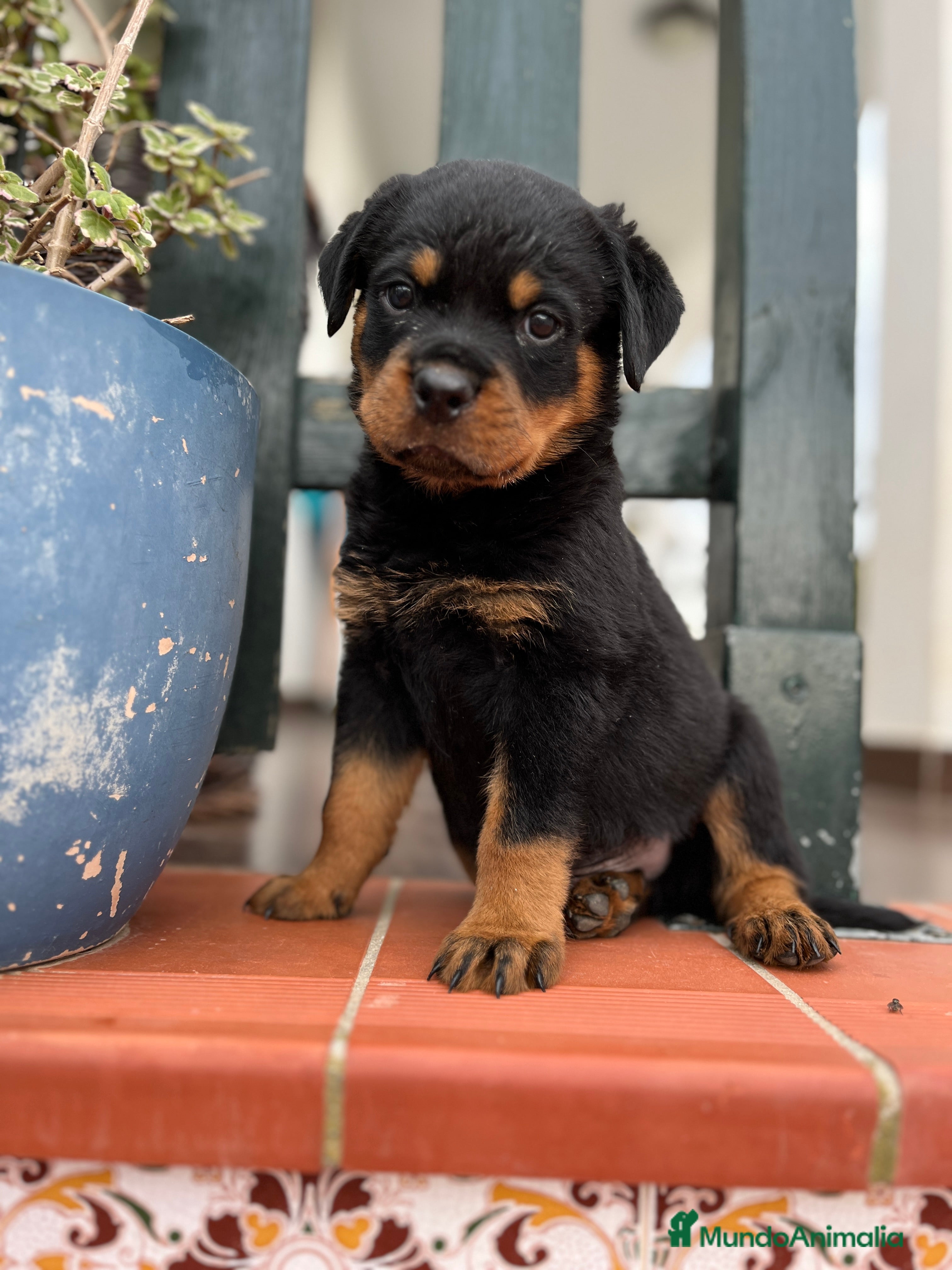 Rottweiler perros ROTTWEILER cachorros - Anuncio 3