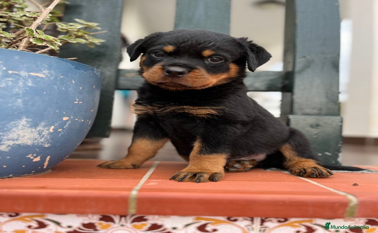 Rottweiler perros - Anuncio 1