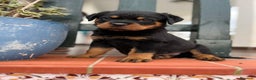Rottweiler perros en venta: ROTTWEILER cachorros - Anuncio 1