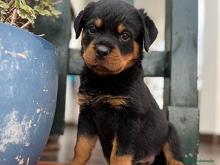 Rottweiler perros - Anuncio 1