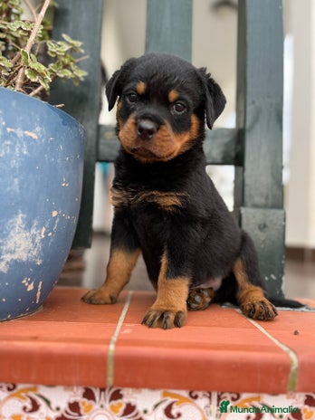 Rottweiler perros - Anuncio 1
