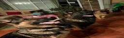 Pastor Alemán perros en venta: Cachorros pastor alemán de trabajo  - Anuncio 3