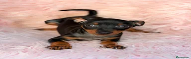 Pinscher Miniatura 4