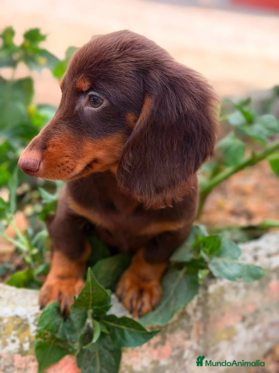Teckel Miniatura perros en venta: TECKEL PELO LARGO CHOCOLATE  - Anuncio 4