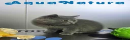 Británico de Pelo Corto Azul gatos en venta: British Macho 6344 AQUANATURA - Anuncio 6