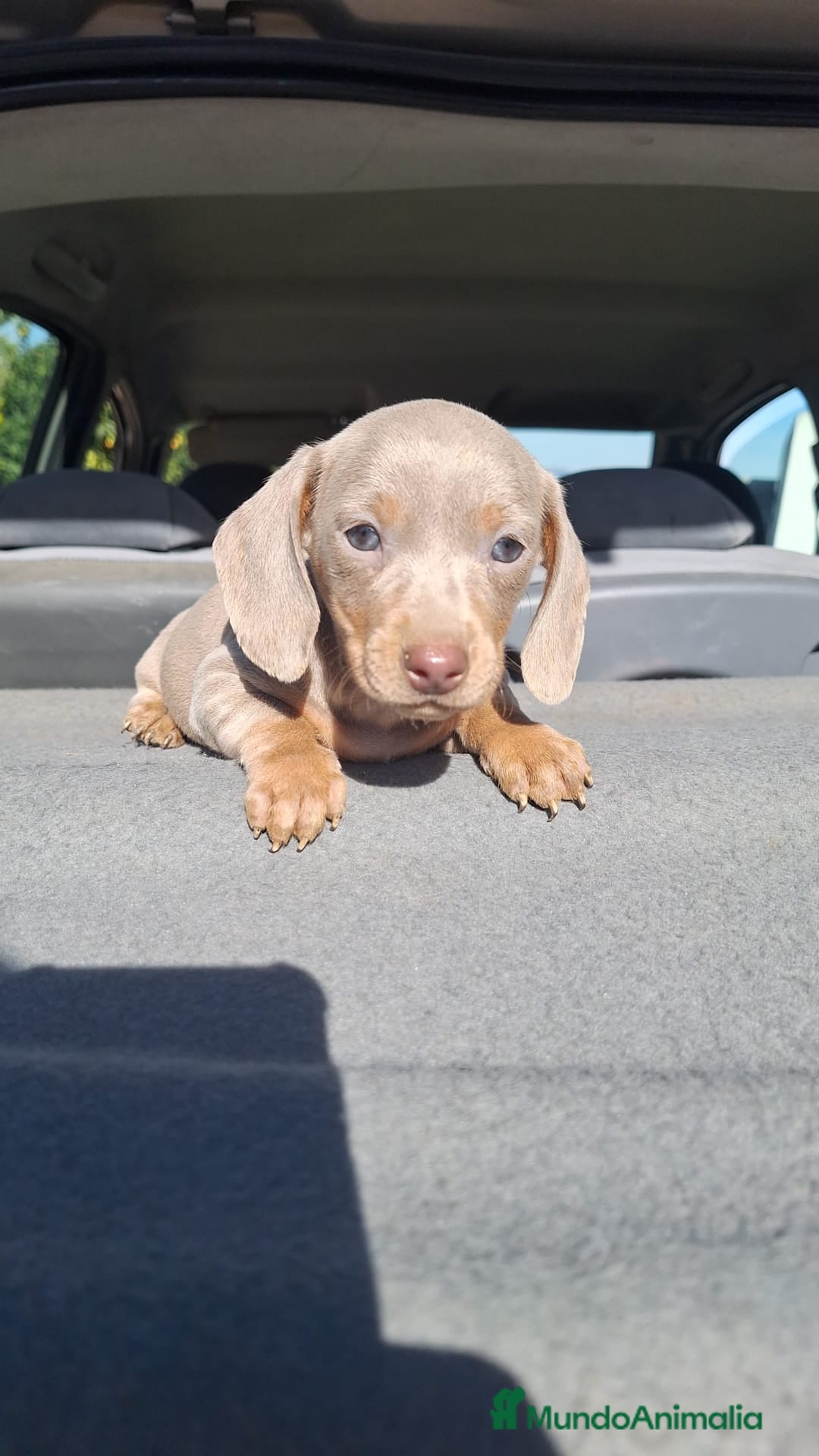 Teckel Miniatura perros en venta: Teckel Mini Hembra Isabella - Anuncio 2