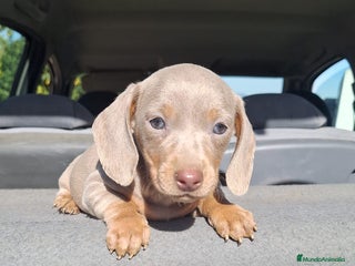 Teckel Miniatura perros Teckels Mini Isabello - Anuncio 19