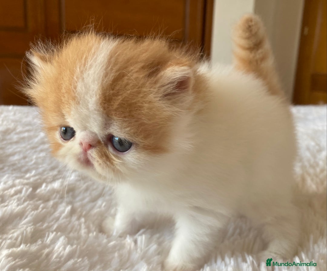 Persa gatos en venta: Dos gatas y un gato con pedigree exclusivo - Imagen 6