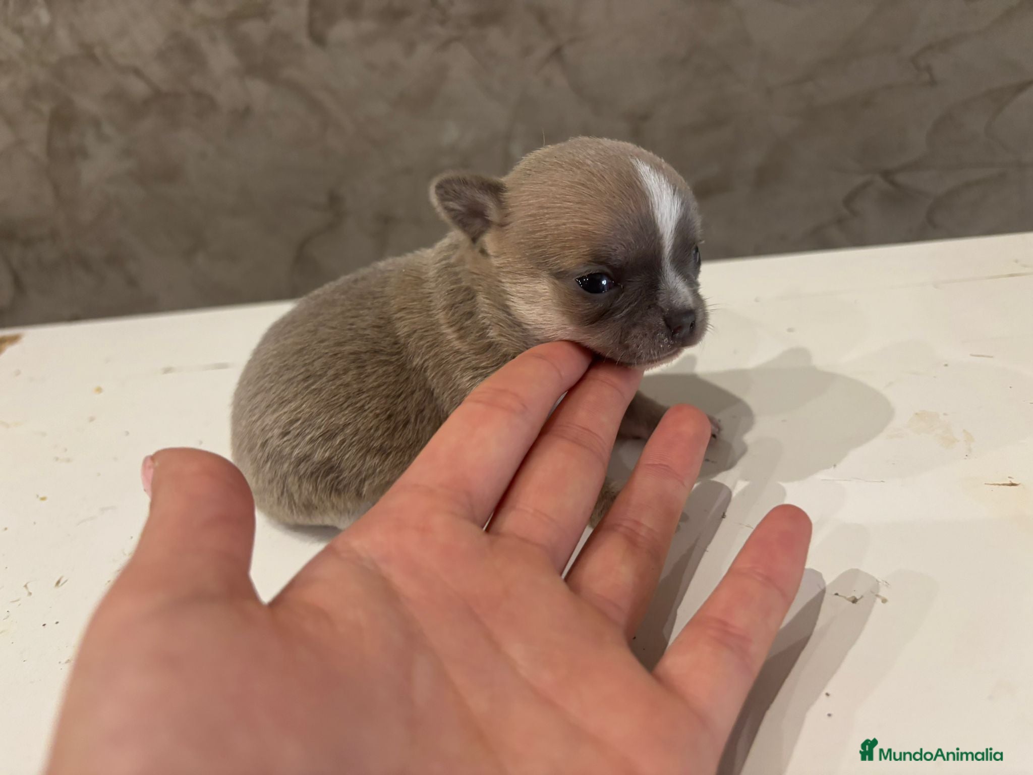 Chihuahua perros chihuahua  - Anuncio 2
