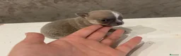 Chihuahua perros en venta: chihuahua  - Anuncio 1