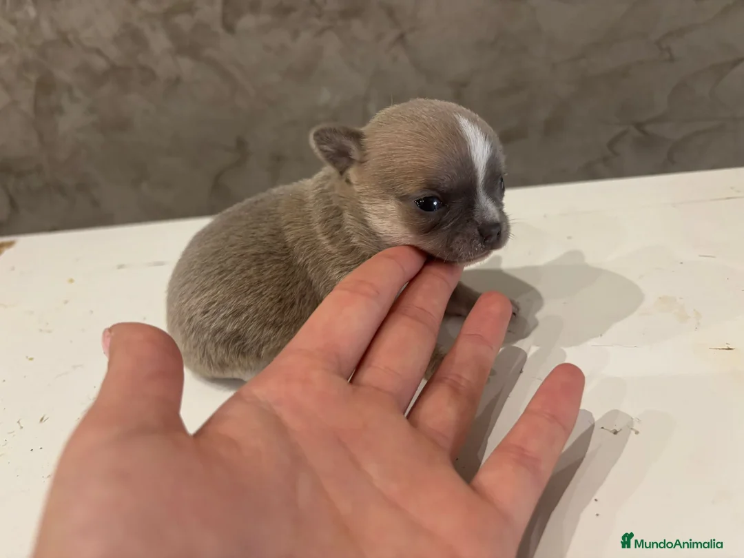 Chihuahua perros en venta: chihuahua  - Anuncio 1