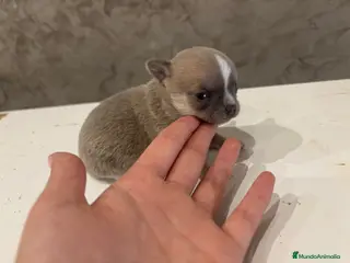 Chihuahua perros chihuahua - Anuncio 1