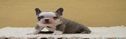 Bulldog Francés perros en venta: Cachorros de Bulldog Frances  - Anuncio 6