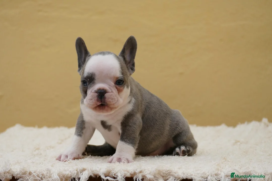 Bulldog Francés perros en venta: Cachorros de Bulldog Frances  - Anuncio 6