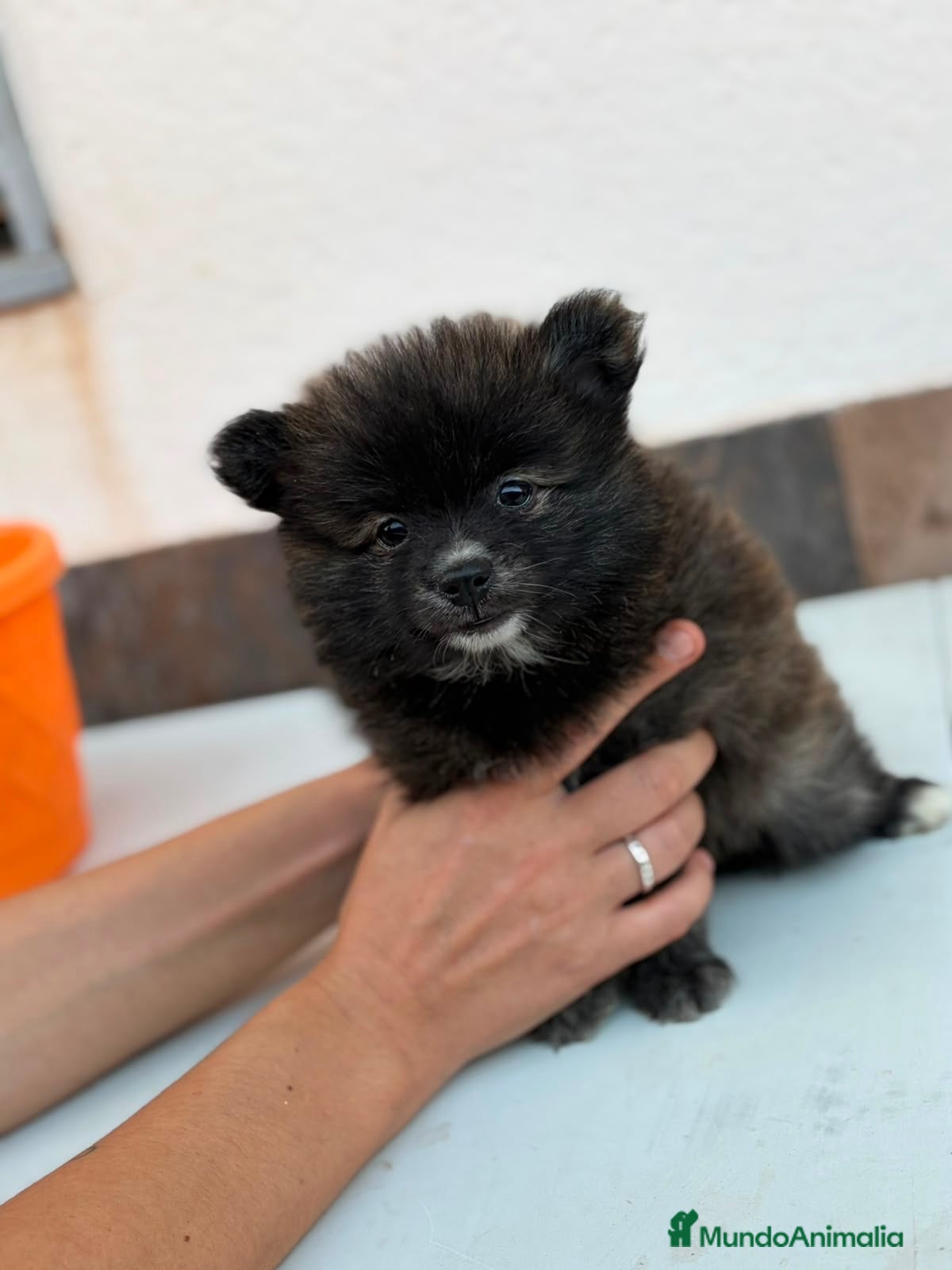 Pomerania perros Macho pomerania color exótico🐶⭐️ - Anuncio 3