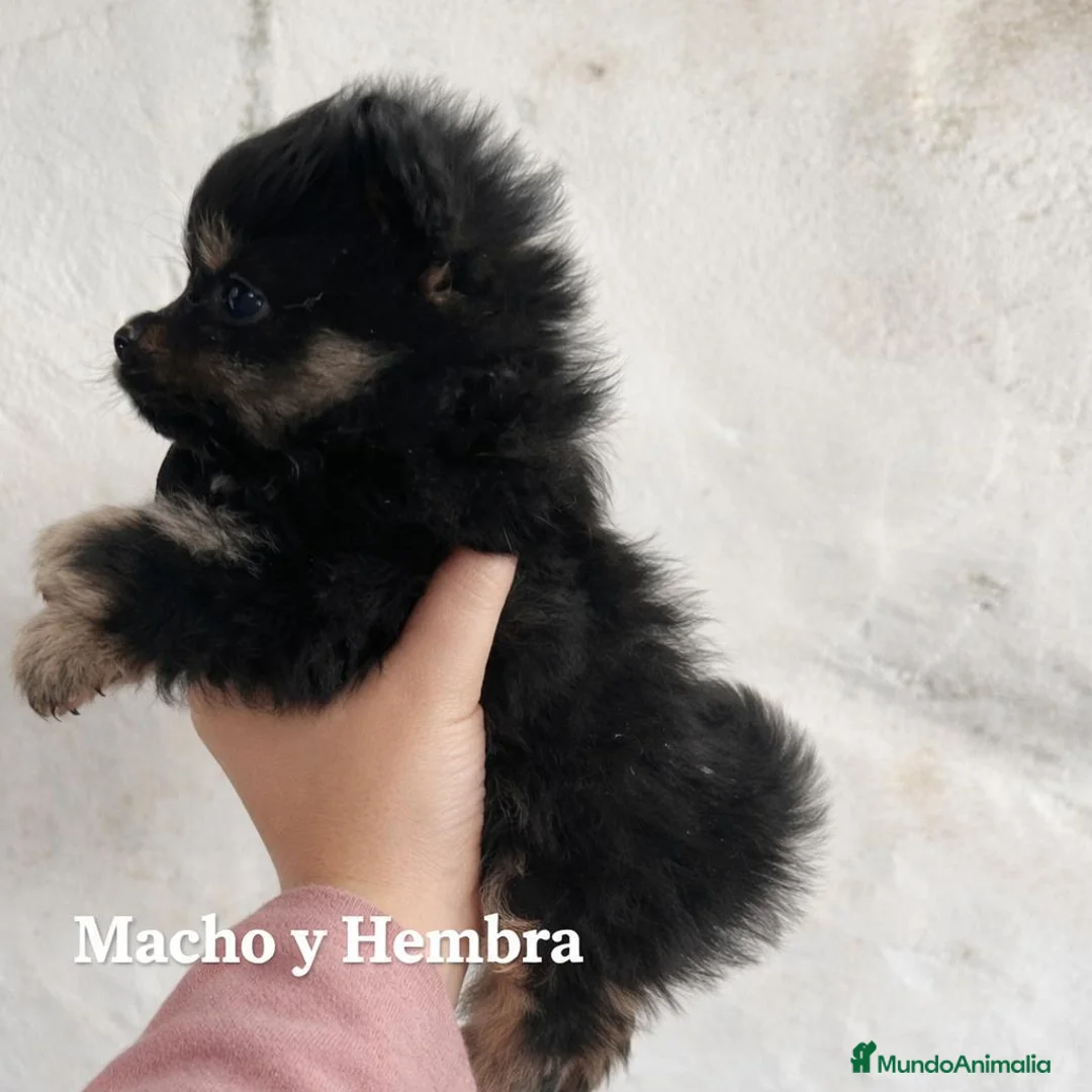 Pomerania perros en venta: Pomerania Black & Tan — Macho y Hembra” - Anuncio 4