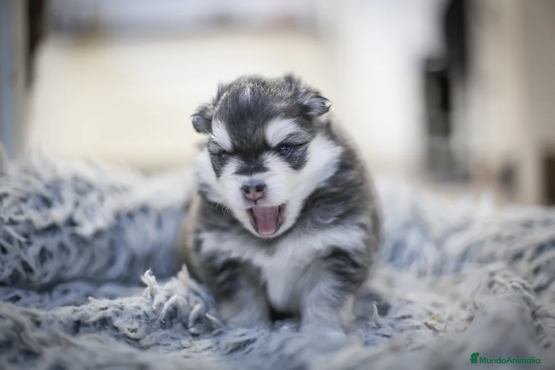 Pomsky perros en venta: Pomsky F5 - Anuncio 8