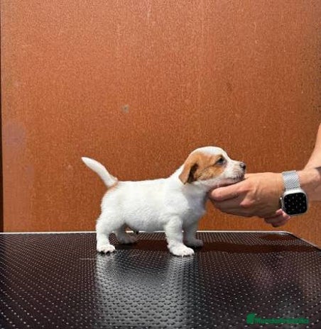 Jack Russell Terrier perros - Anuncio 1