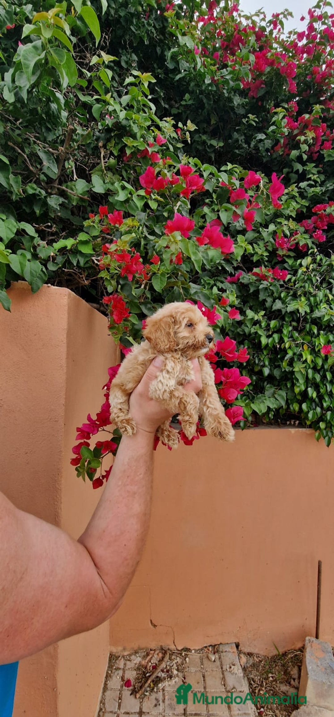 Caniche Toy perros en venta: Caniche macho toy  - Imagen 8