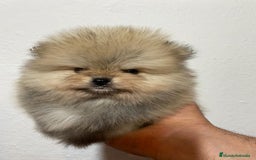 Pomerania perros en venta: Camada Pomerania Toy - Imagen 1