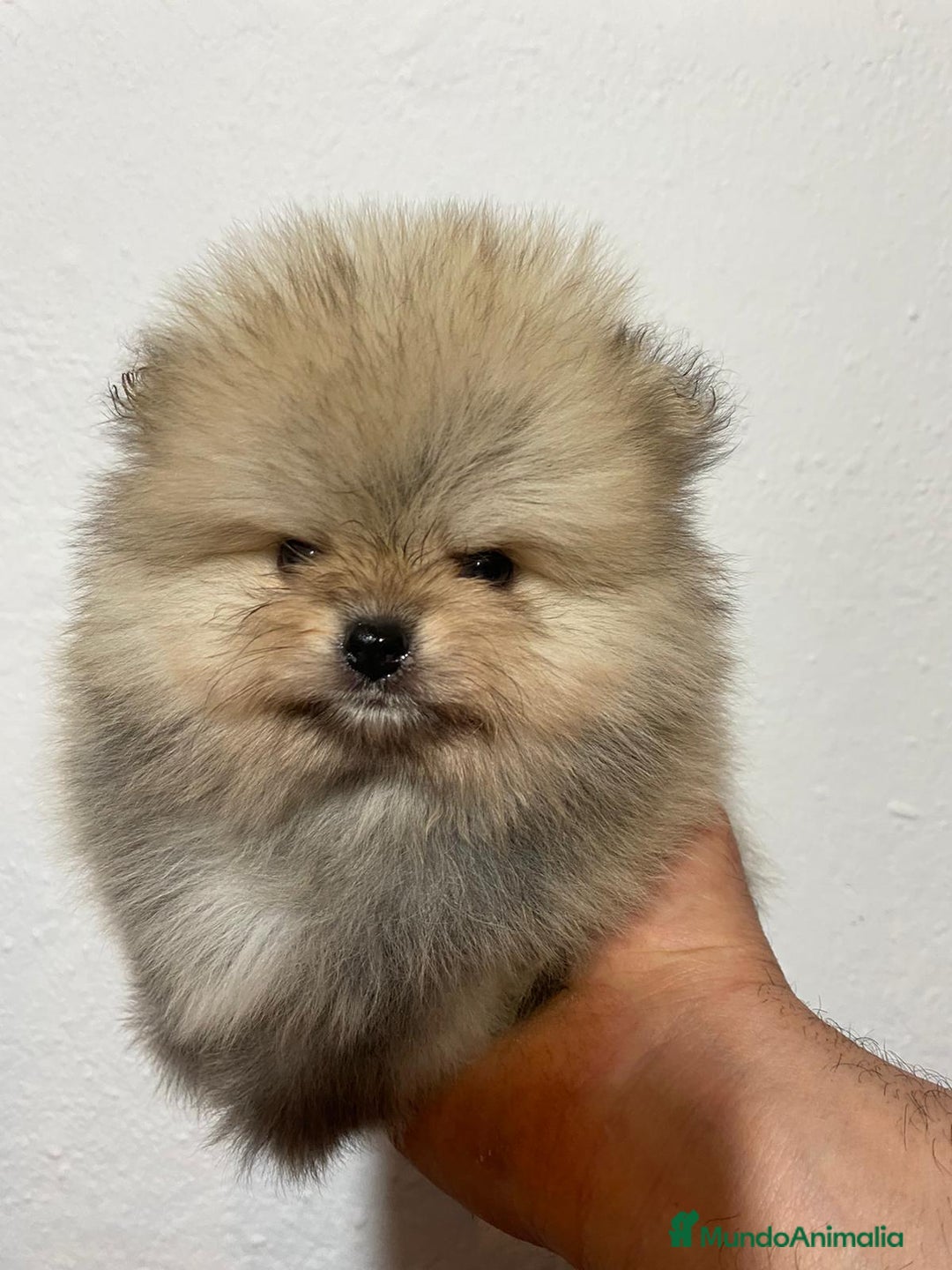 Pomerania perros en venta: Camada Pomerania Toy - Imagen 1