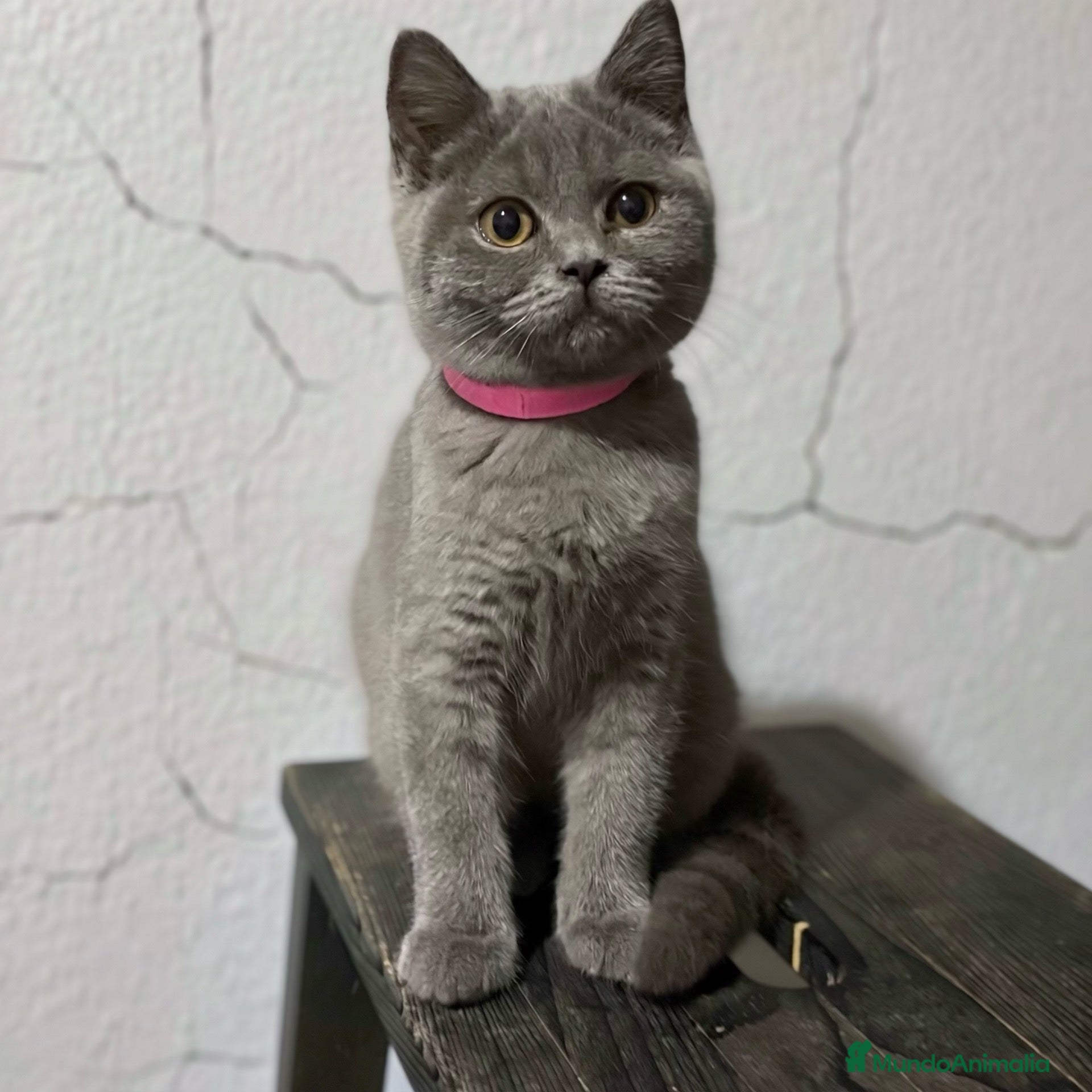 Británico de Pelo Corto gatos en venta: British Shorthair  - Anuncio 2