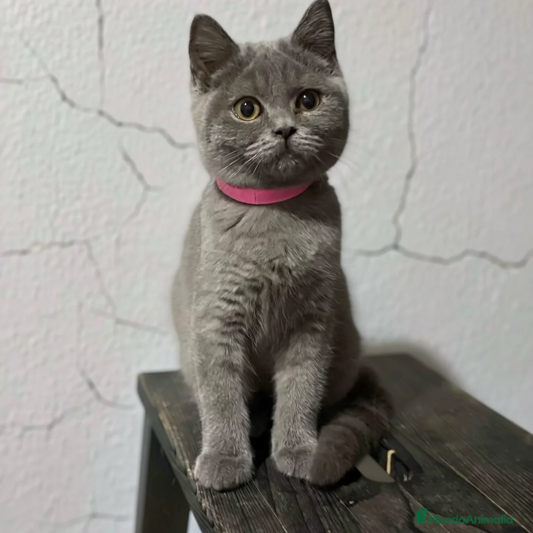 Británico de Pelo Corto gatos en venta: British Shorthair  - Anuncio 1