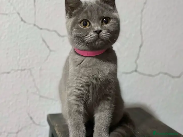 Británico de Pelo Corto gatos en venta: British Shorthair - Anuncio 2
