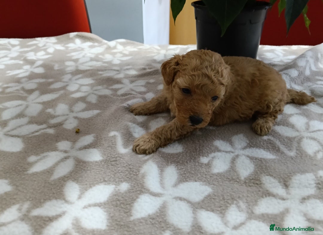 Caniche Toy perros en venta:  CANICHE TOY - Anuncio 3