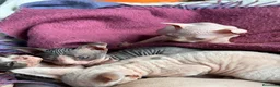 Sphynx gatos en venta: Sphynx blancos y bicolor - Anuncio 27