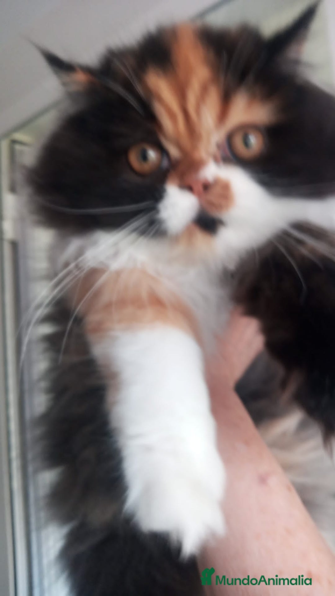 Persa gatos en venta: Hembra Persa - Anuncio 4