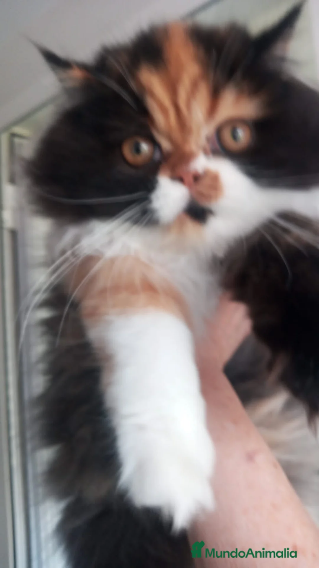 Persa gatos en venta: Hembra Persa - Anuncio 4