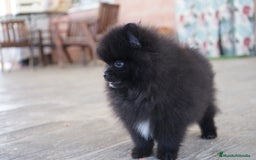 Pomerania perros en venta: 🐾 Prodigy y Monk – Pomerania con carácter 🌟 - Imagen 13