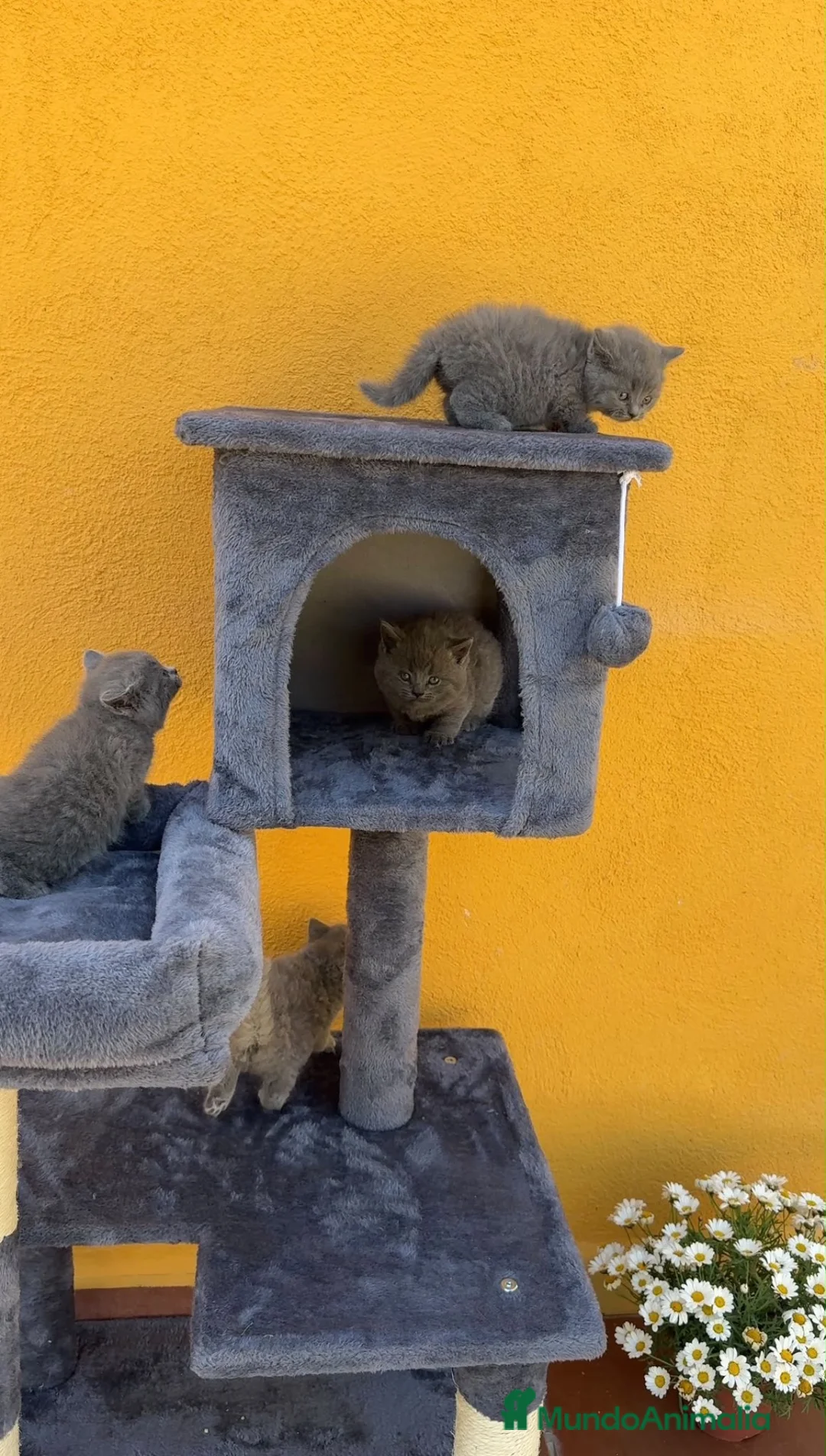 Azul Ruso gatos en venta: Gatos azul ruso  - Anuncio 5