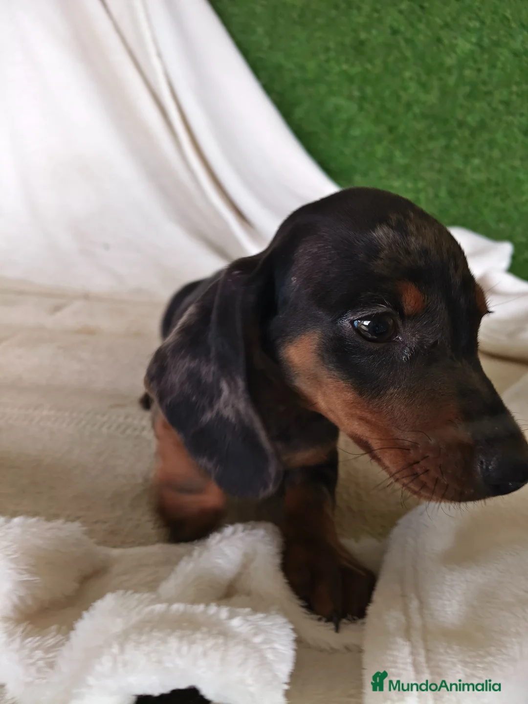 Teckel Miniatura perros en venta: TECKEL ARLEQUIN PLATA - Anuncio 2