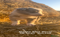 Border Collie perros en venta: Border Collie Blue Merle - Anuncio 15