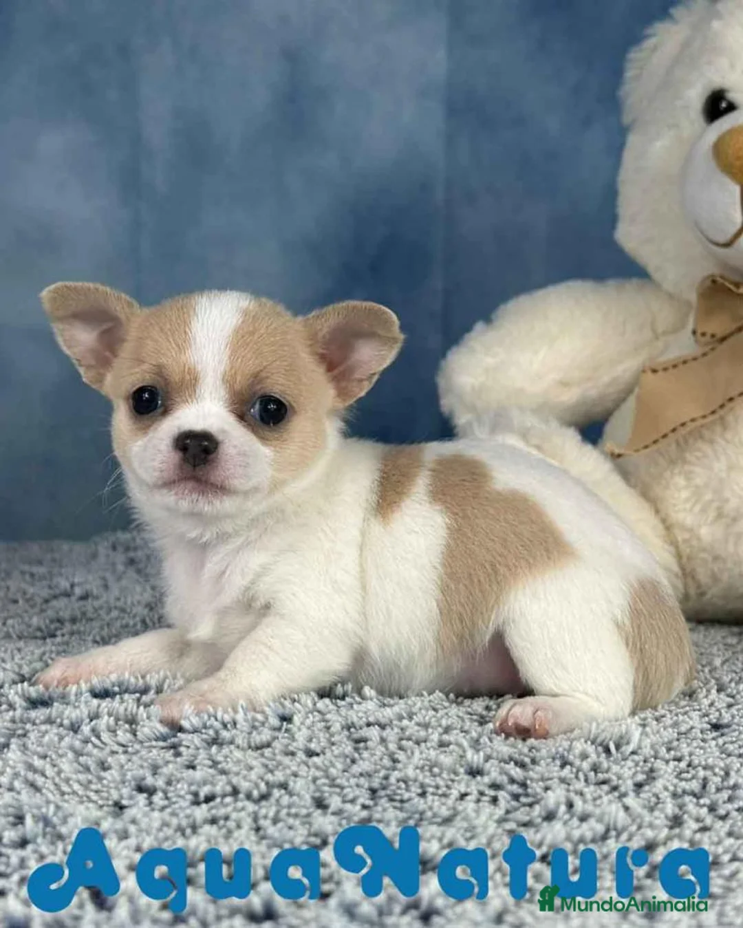 Chihuahua perros en venta: Chihuahua Hembra 7749 AQUANATURA - Anuncio 3